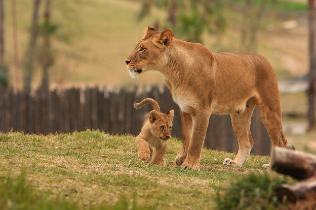 Lions & Lion Cubs