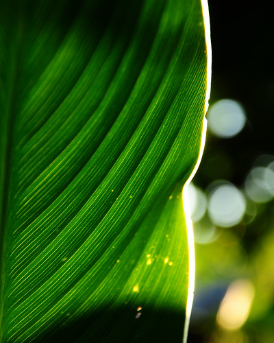 sunset sun plant green love leaf dof bokeh d 85mm veins lovelovelove f56 hihihi d90 skie nikond90 dofun bokehrings bokehapiness
