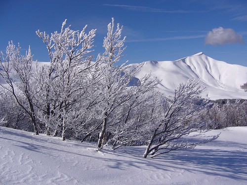 winter mountain snow tree scale neve albero inverno montagna alle appennino corno innevata
