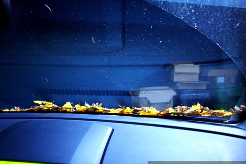 autumn leaves on our windshield    MG 6080