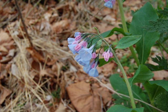 Virginia Bluebells at Douthat State Park 