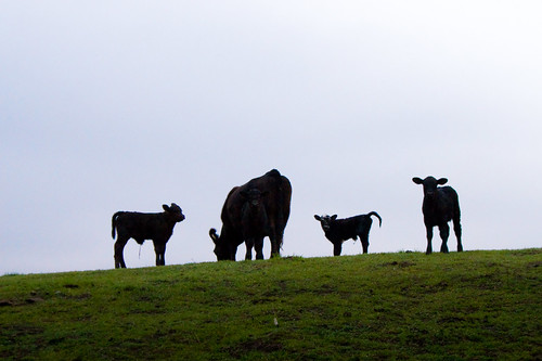 cattle cows hill overcast pasture calf bovine calves byronhotsprings