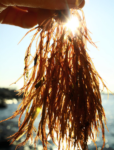 seaweed marine connecticut estuary algae lis longislandsound averypoint rhodophyta redalga gracilaria gracilariatikvahiae courtnayjaniak gracefulredalga