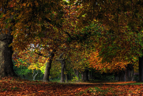 park autumn red orange canada green fall field leaves yellow canon leaf raw afternoon bc map path walk hill sunday seasonal perspective columbia victoria line explore walkway bark trunk british recreation relaxation distance frontpage beacon 32 tone mapped photomatix tonemapped tonemapping g10