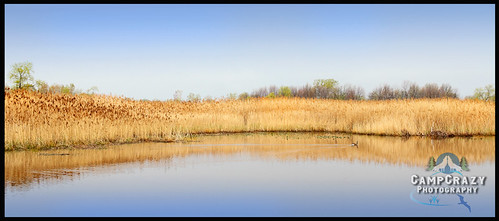 trees lake ontario reflection water forest landscape outdoors duck pond brush cattails wetlands leamington marsh pointpelee bullrushes hillmansmarsh campcrazyphotography serenalivingston