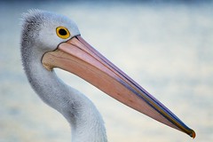 Pelican close-up