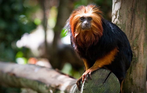 park france tree animal animals geotagged zoo monkey golden branch sitting looking lion 2009 100400mm vienne headed poitiers tamarin lavalléedessinges goldenheadedliontamarin img4483 canon40d