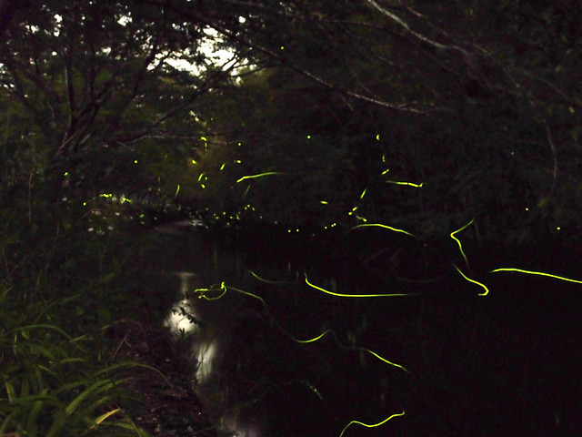 Numerous fireflies glowed above the stream. 川浦川の蛍（ホタル）