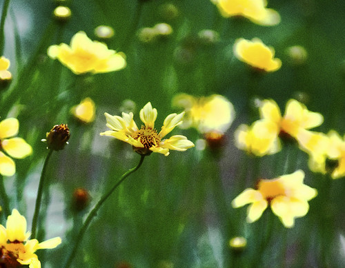 flower color green yellow bokeh pennsylvania filmgrain coreopsis konicaminolta