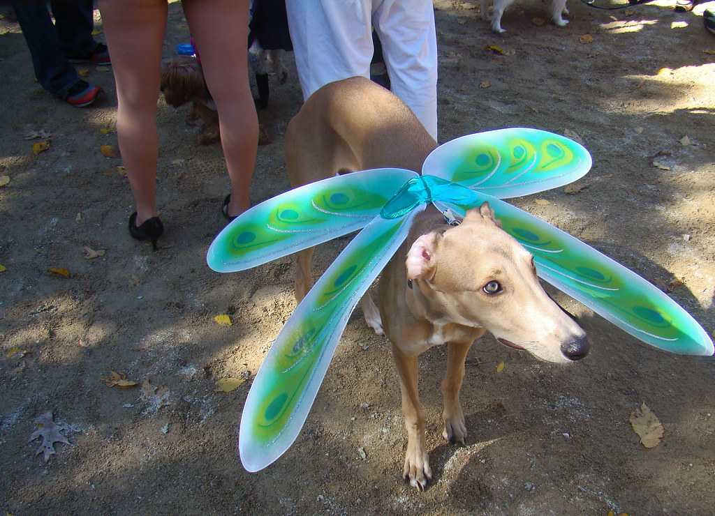 dragonflydog
