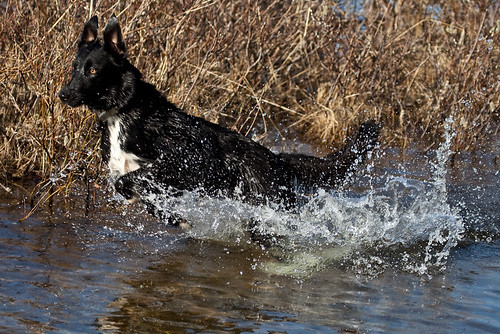 hund kaisa harstad møkkelandsvannet