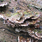 Tree with fungus