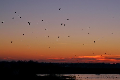 sunset birds silhouette evening nikon sundown dusk birdsinflight essex maldon flockofbirds heybridgebasin d3100 ommot ommotimagery