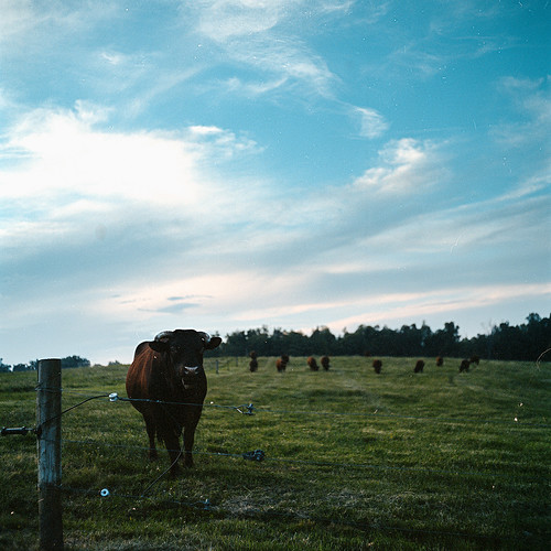 120 6x6 film cow cattle farm fujifilm mamiyac220 fujicolor c41 alamancecounty snowcamp 80mmf28 canecreekfarm pro100s