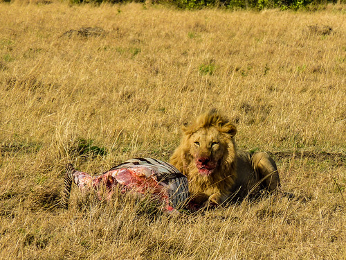 Lions with their kill, Maasai Mara, Kenya