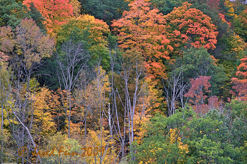 autumn trees ontario canada color colour fall forest hdr sewerdoc ©jaredfein hdrdarkroom