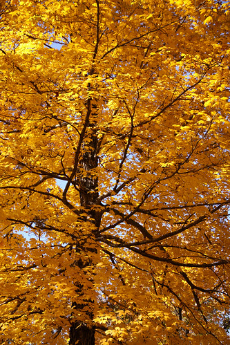 tree fall maple chickasawstatepark