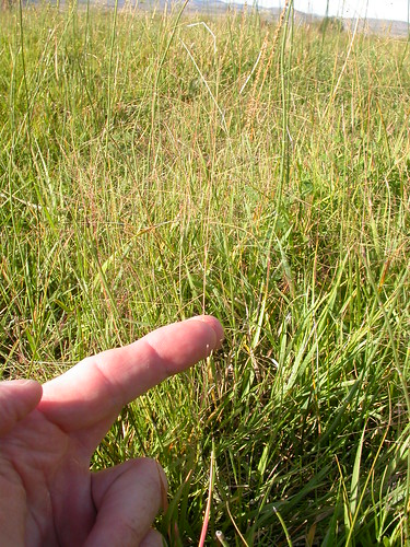 grass montana habit manhattan habitat poaceae perennial inflorescence muhlenbergia rhizomatous warmseason wetsite muhlenbergiaasperifolia scratchgrass alkalimuhly