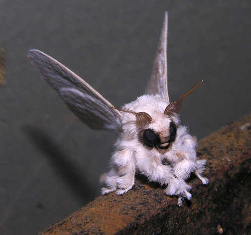 Pudel moth (Artace sp, Vielleicht ein. cribaria), Venezuela
