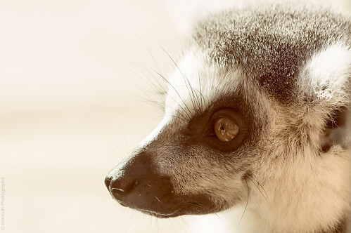 Mr Lemur