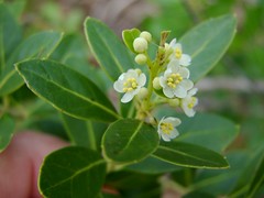 Inkberry Holly