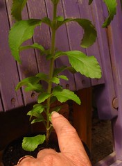 This rooted Stevia plant needs to be pinched out here - Photo of Beauregard-et-Bassac