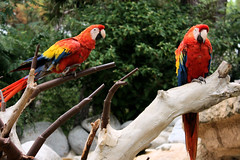 Red Macaws // Aras Rouges