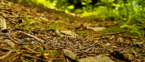 forest bug view ground