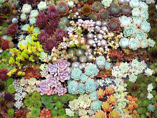 Succulent_Wall-2 | Flickr - Photo Sharing!