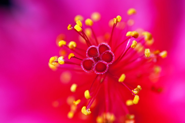 Hibiscus: Up close and personal