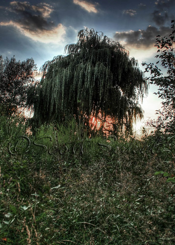 sunset tree weepingwillow hdr