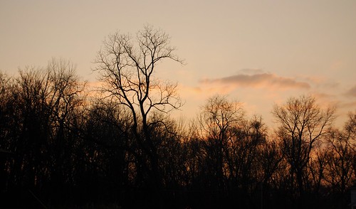 trees winter sunset illinois rockford