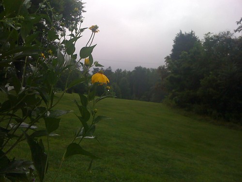 flowers weather landscape va charlottesville