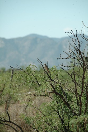 bird az northernmockingbird