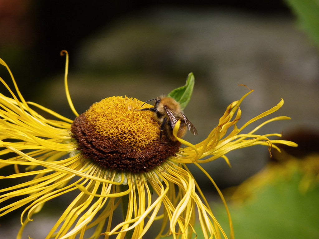 macro bee by raskolnikovsghost, on Flickr