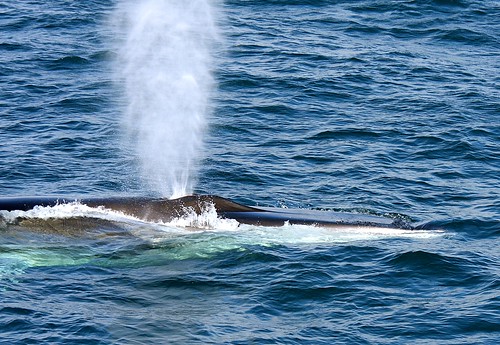 Finback Whale Blowing