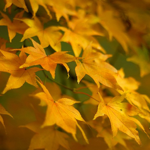 autumn tree fall yellow japanese gold leaf dof autumnleaves westonbirt acer smcpm50mmf17