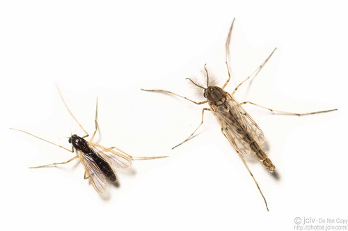 macro fly flies diptera set:name=bugs set:name=flies file:name=dsc08869