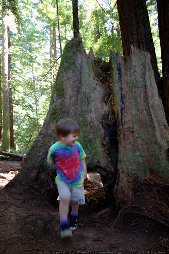 walking in the humboldt redwoods    MG 1148