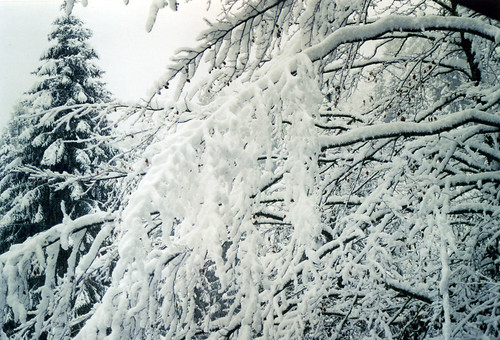 2003 trees winter italy white snow nature carnia fvg ud friuli friuliveneziagiulia nordest fornidisotto altavaltagliamento