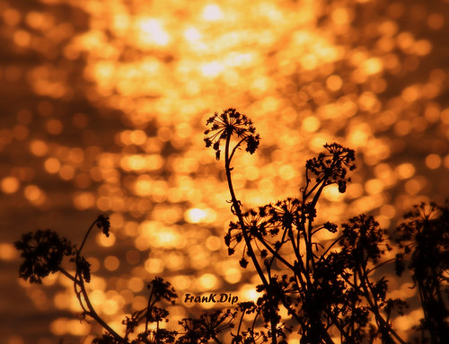 desktop sunset wallpaper panorama costa gold tramonto cielo sole nebbia salento puglia cartolina oro brindisi fotográfico orizzonte sfondo sfondi frankdip