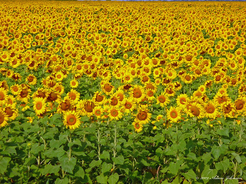 sunflowers sunflower sunflowerfield newfoldenminnesota northwesternminnesota newfolden newfoldenmn