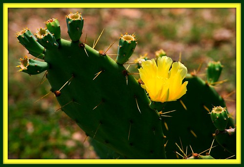 flower yellow pricklypear picnik cactusflower santafedepot alvintexas