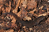 <a href="http://www.flickr.com/photos/theactionitems/4459615657/">Photo of Sphaerodactylus parvus by Marc AuMarc</a>