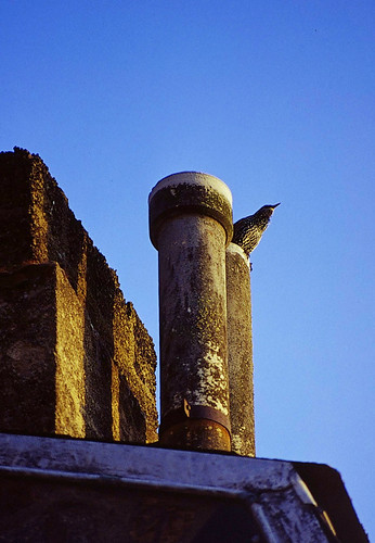 2001 morning france bird sunrise alba slide dia amanecer normandie francia montsaintmichel diapositiva normandia merlo mattino