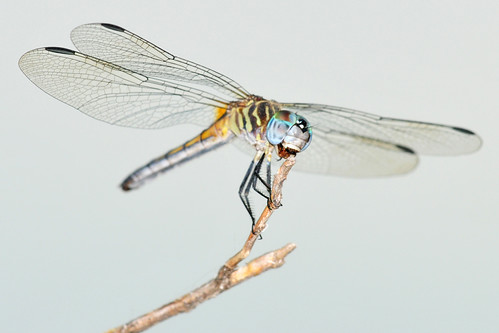 park blue female creek dragonfly eating kansas wichita dasher chisholm naturesfinest chisholmcreekpark vosplusbellesphotos