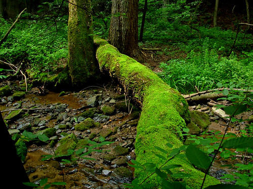 summer green nature forest moss woods magical logbridge mossyrocks mossylog