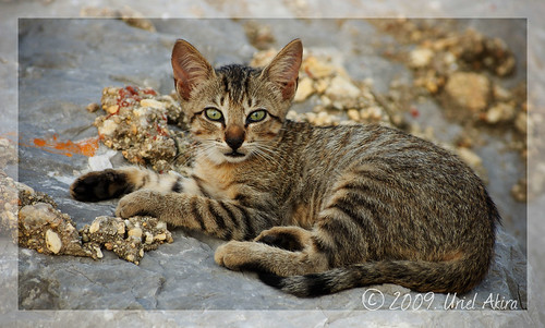 sunset rock stone cat mexico atardecer gato felino veracruz roca piedra coatza coatzacoalcos nikond40 urielakira