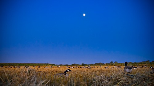 canada bird field canon geese hunting québec champ chasse outardes verchères bernaches 400d tamronspaf1750mmf28xrdiiildasphericalif mike9alive michelfilion