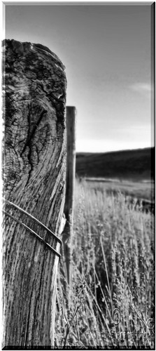 fall southdakota landscape photo blackwhite prairie fencepost adobephotoshopelements canoneos50d sigma50mmf28dgmacro redynamixplugin adobephotoshopelements7